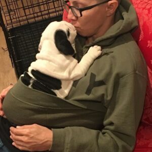 Carl – Purebred English Bulldog For Sale