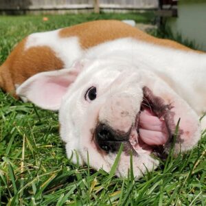 Ellie – little English Bulldog puppy for sale