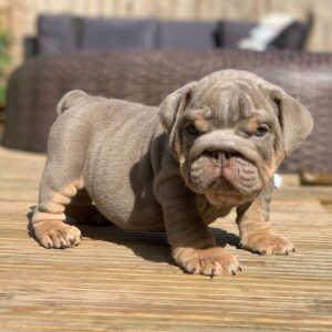 Sam – AKC registered English Bulldog Puppy for sale