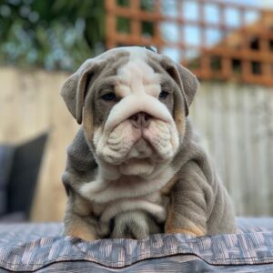 Nina – Affordable English Bulldog Puppy for sale