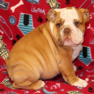 Nora – Champion bloodline English Bulldog Puppy For Sale