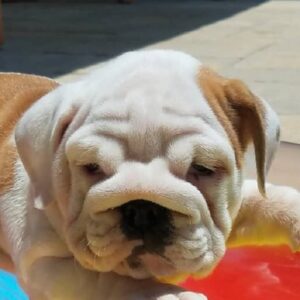 Patu – Healthy English Bulldog Puppy For Sale