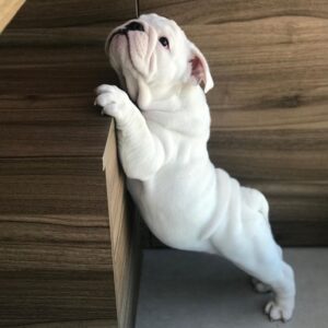 Emily – English Bulldog Puppies For Sale