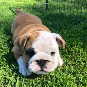 Sophia – English Bulldog Puppy For Sale Near Me