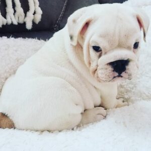 Big Boy – Champion bloodline English Bulldog puppy for sale